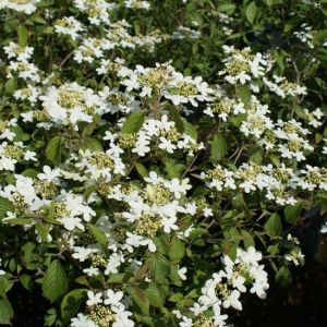 Viburnum Watanabe