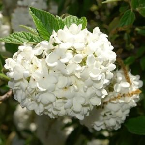 Viburnum Eskimo