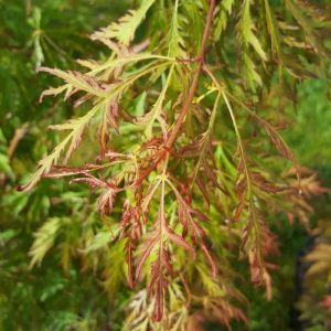 Acer pseud. Ice Dragon® Jack Frost