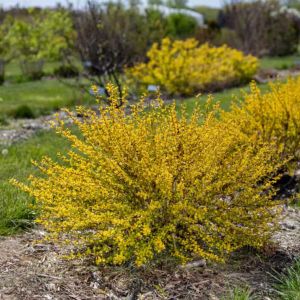 Physocarpus opulus Lucky Devil