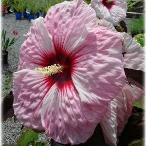 Hibiscus moscheutos Kopper King
