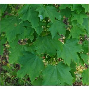 Acer platanoides