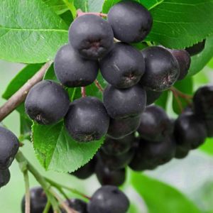 Sadnice crne aronije spremne za sadnju