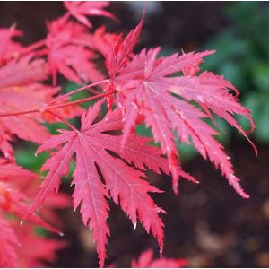 Acer pseud. Artic Jade Jack Frost