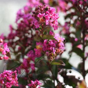 Lagerstroemia indica Berry Dazzle