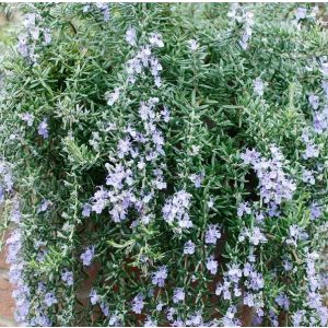 Rosmarinus officinalis Blue Cascade