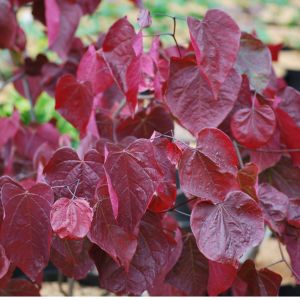 Cercis Forest Pansy