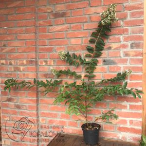 Lagerstroemia indica x fauriei Natchez