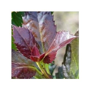 Ilex meserveae 'Magical Amoro Rosso'®
