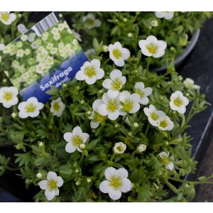 Saxifraga
