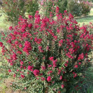 Lagerstroemia indica Double Feature