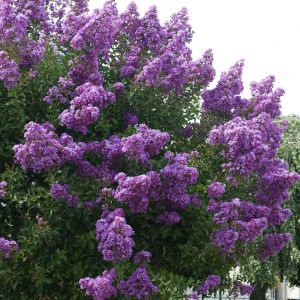 Lagerstroemia indica Superviolacea