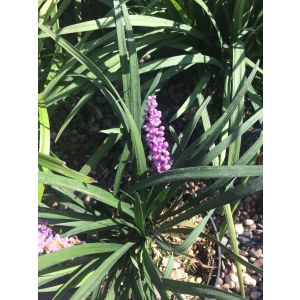 Liriope muscari Moneymaker