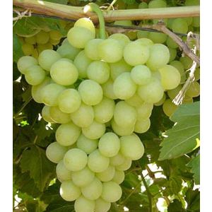 Hibridna  loza Medijana