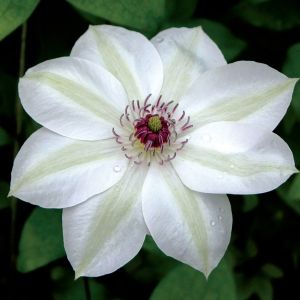 Clematis Miss Batemann