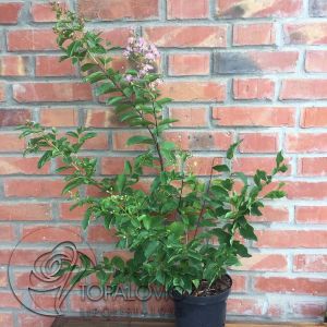 Lagerstroemia indica Muskogee