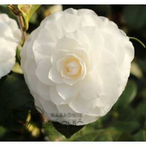 camellia nuccios gem