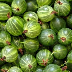 Ogrozd Hinnonmaki Grin