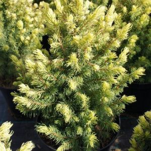 Picea glauca Rainbow's End