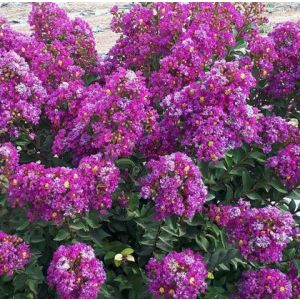 lagerstroemia purple star