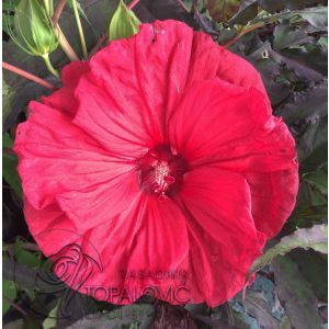 Hibiscus moscheutos 'Carousel Red Wine'