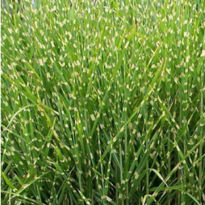 Miscanthus sinensis Strictus
