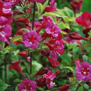 Detalj rubin-crvenih cvetova Weigele ‘Bristol Ruby’