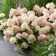 Hydrangea paniculata Summer Love