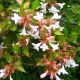 abelia x grandiflora