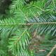 Abies alba