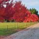 Acer rubrum October Glory