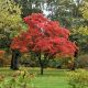 Acer palmatum Osakazuki
