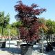 Acer palmatum Fireglow