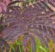 albizia summer chocolate