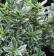 Euonymus microphyllus Albovariegatus - kurika za niske žive ograde