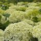 Hydrangea arborescens 'Annabelle' - Hortenzija