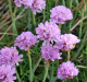 Armeria maritima