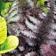 Athyrium niponicum Burgudy Lace