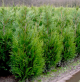 Thuja plicata Atrovirens