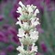 Lavandula ang. Arctic Snow - lavanda cvet