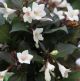 Weigela florida Black & White