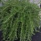 Rosmarinus officinalis Blue Cascade