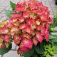 Hydrangea macrophylla Bright Red Power