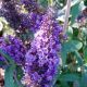 Buddleja davidii Empire Blue – tamnoplavi cvetovi leptirovog grma
