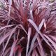 Cordyline australis ’Burgundy spire’