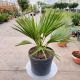 Chamaerops Compacta-C 2.5 L