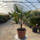 CHAMAEROPS EXCELSA (TRACHYCARPUS FORTUNEI)-C  3 L