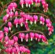 Dicentra
