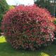 Photinia x fraseri 'Magical Volcano' – zimzeleni grm sa crvenim mladim izdancima