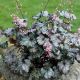 Heuchera Gray - siva